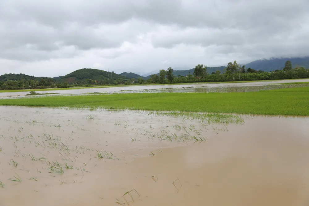 Đắk Lắk: Mưa lớn, hàng trăm nhà dân, hoa màu bị nhấn chìm ảnh 12