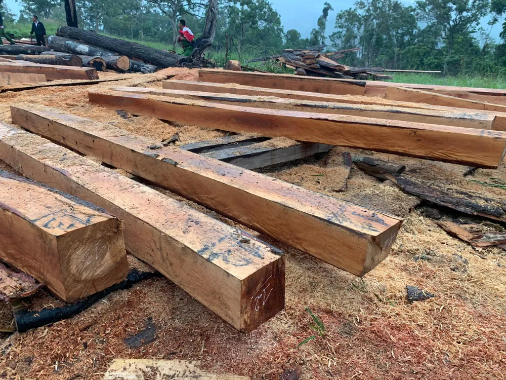Phá rừng quy mô lớn tại rừng giáp ranh Đắk Lắk – Khánh Hòa ảnh 3