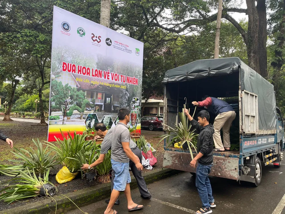 Hàng ngàn nhánh hoa lan rừng được trả về thiên nhiên ảnh 2