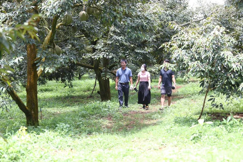 Lễ hội sầu riêng Krông Pắk lần thứ I thu hút 40.000 lượt khách  ảnh 2