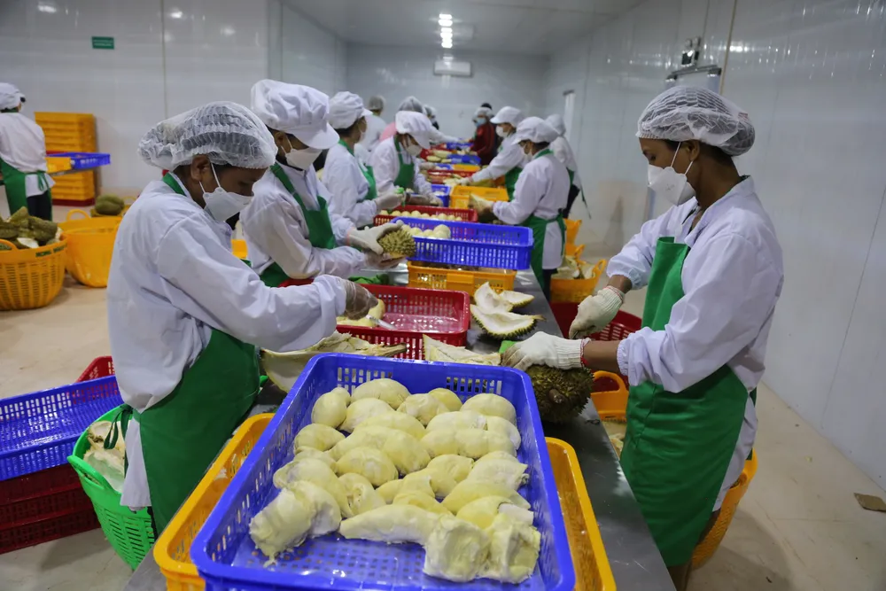 Lô hàng sầu riêng đầu tiên chính thức xuất khẩu sang Trung Quốc ảnh 2