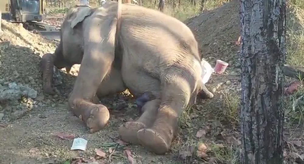 Các thể voi Rốk đã tử vong sau thời gian điều trị tại Trung tâm Bảo tồn voi Các thể voi Rốk đã tử vong sau thời gian điều trị tại Trung tâm Bảo tồn voi