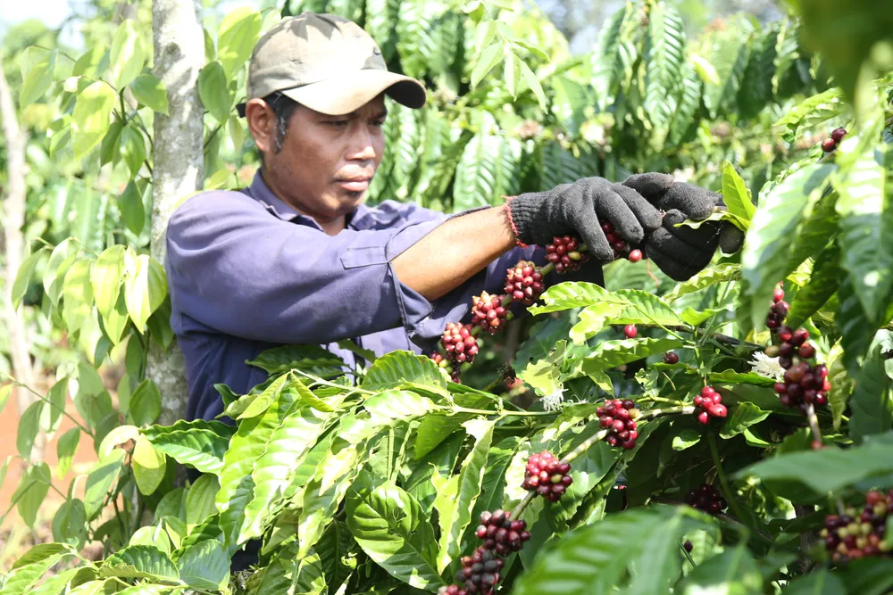 Lễ hội nhằm quảng bá thương hiệu, phát triển cà phê đặc sản Việt Nam Lễ hội nhằm quảng bá thương hiệu, phát triển cà phê đặc sản Việt Nam