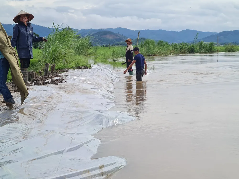 Một đoạn đê bao bờ sông Krông Ana đã được khắc phục tạm thời Một đoạn đê bao bờ sông Krông Ana đã được khắc phục tạm thời