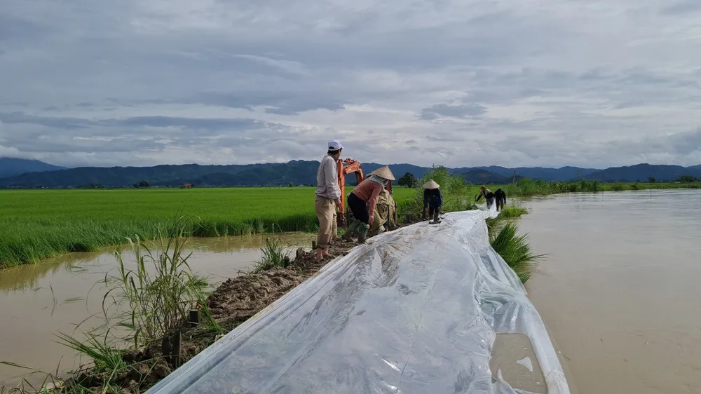 Người dân dùng bạc nilong để ngăn nước phá bờ Người dân dùng bạc nilong để ngăn nước phá bờ