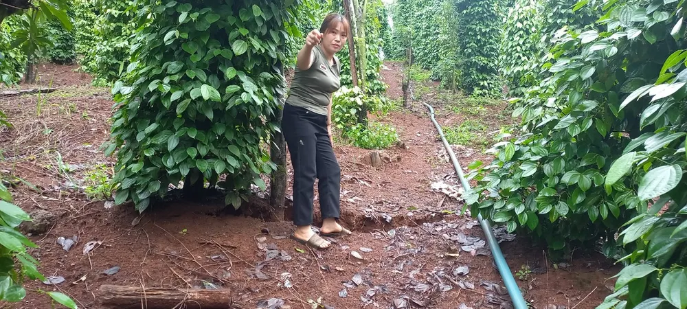 Khu vực rẫy của người dân gần hồ thủy lợi Đắk N'Ting cũng bị nứt Khu vực rẫy của người dân gần hồ thủy lợi Đắk N'Ting cũng bị nứt