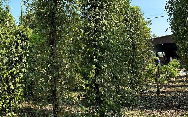 Nhiều diện tích cây trồng khác cũng bị thiệt hại do mưa đá img20240427104557-17141897240511380181541.jpg
