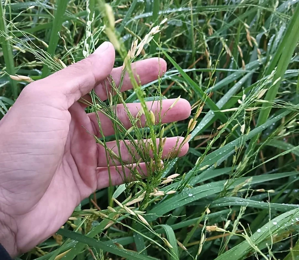 Mưa đá làm lúa rụng hết hạt z5390984377288_ecf6c2614f06456271d14bf5fadccb5b.jpg