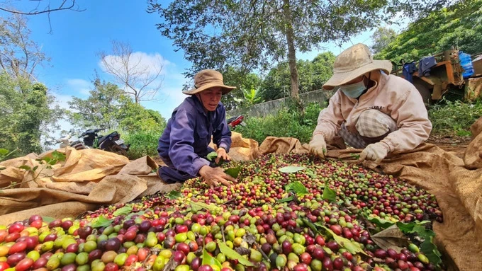 Giá cà phê ở Tây Nguyên giảm mạnh