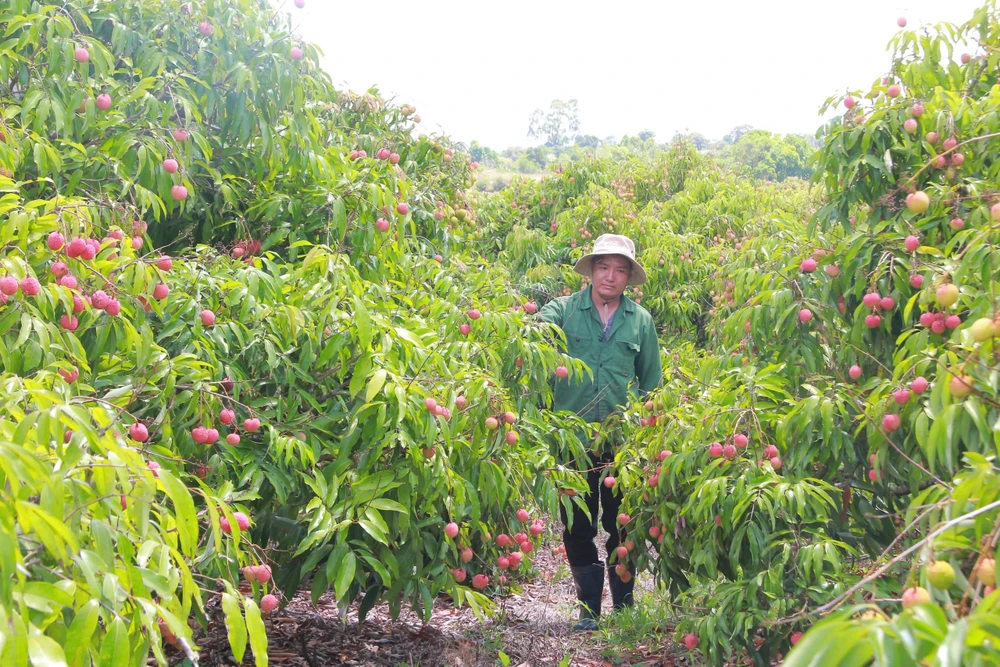 Nhờ vải thiều, đời sống người dân tại xã Ea Sah thay đổi rõ rệt. Ảnh: MAI CƯỜNG 3.jpg