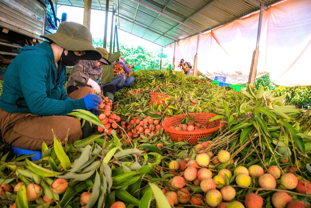 Vải đã trở thành cây trồng thu nhập chính của người dân Ea Sah. Ảnh: MAI CƯỜNG 6.jpg