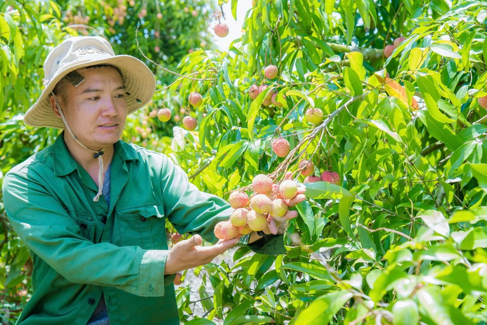 Gia đình anh Long thu nhập hàng chục tỷ đồng mỗi năm nhờ vườn vải thiều u hồng. Ảnh: MAI CƯỜNG 7.jpg