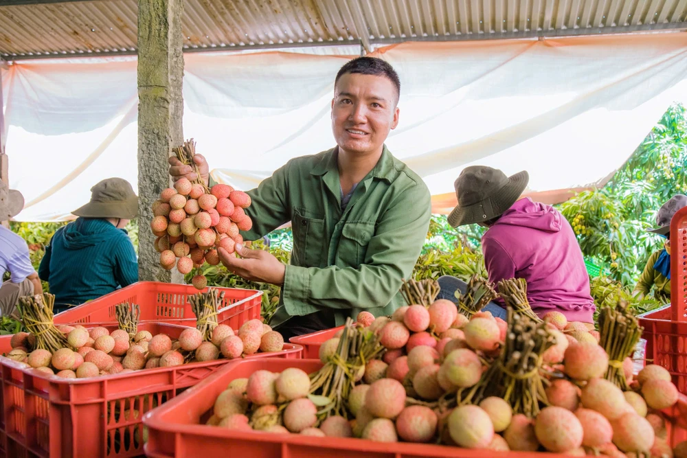 Mùa vải ngọt ở Tây Nguyên