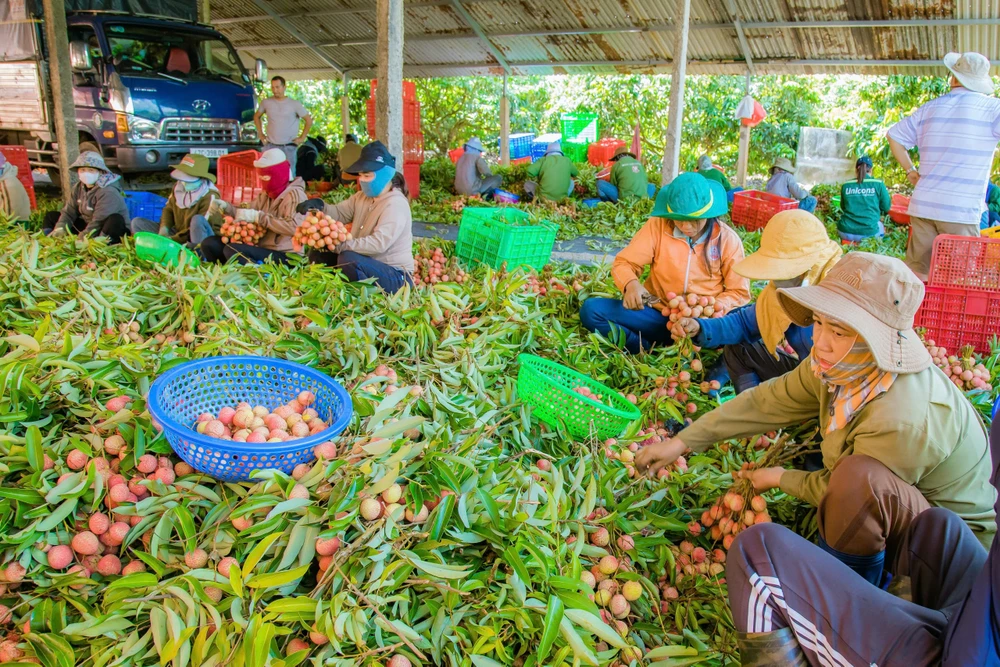 Người dân đang tuyển lọc vải để xuất bán. Ảnh: MAI CƯỜNG z6582938706026_1a487c108f820ce4bda10d41b98847e0.jpg