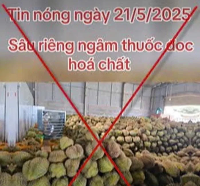 Các thông tin đăng tải sai sự thật về sầu riêng Đắk Nông gây hoang mang dư luận base64-17485034054434436202.jpg