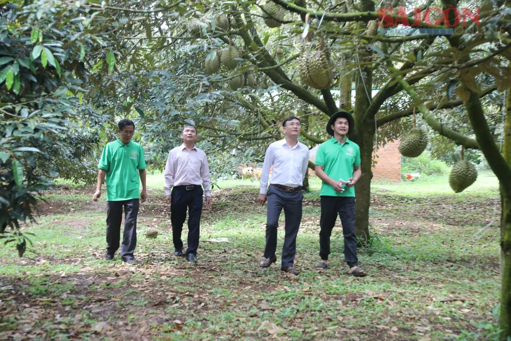 Xã Ea Knuêc là vùng trồng sầu riêng lớn ở tỉnh Đắk Lắk 3O7A2015.JPG