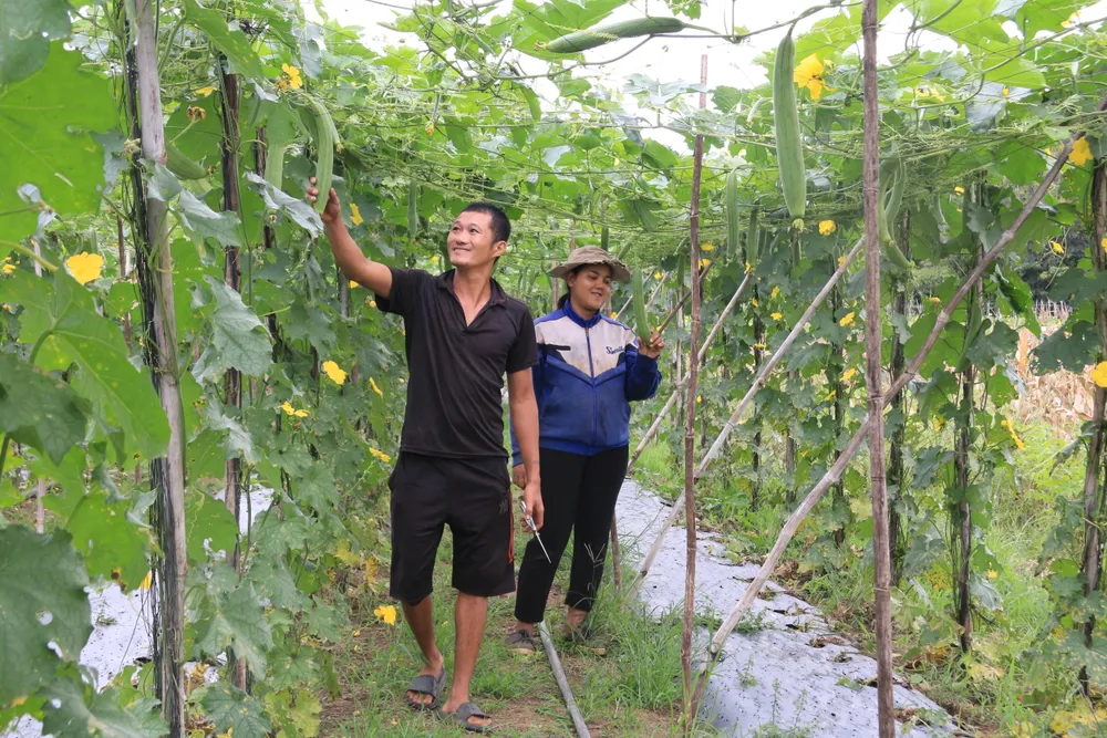 Không chỉ khởi nghiệp, anh Tùng còn tạo sinh kế cho nhiều nông dân nhờ mô hình trồng mướp lấy xơ IMG_4753.JPG