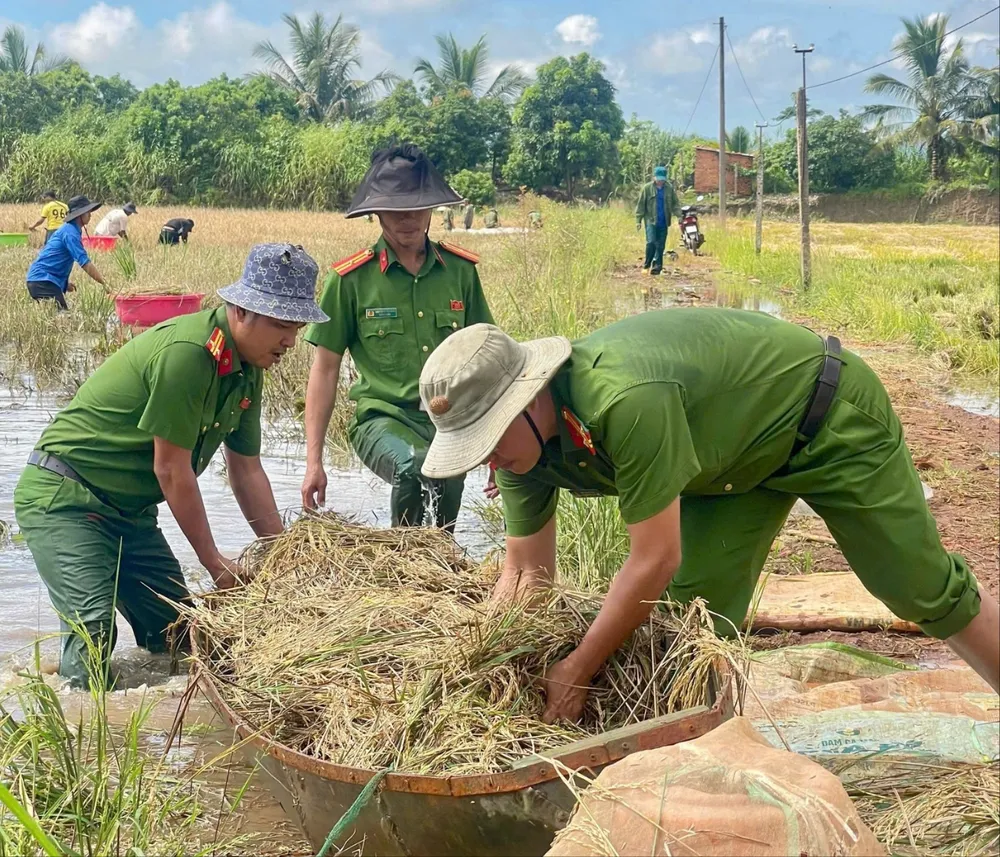 Dùng xuồng để đưa lúa vào bờ z7002734213410_69241728298b48114efe5d75d5430616.jpg