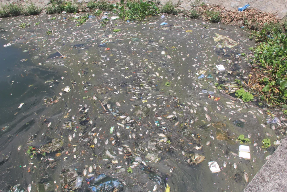 Cá chết nổi trắng hồ điều hòa ở Quảng Nam ảnh 1