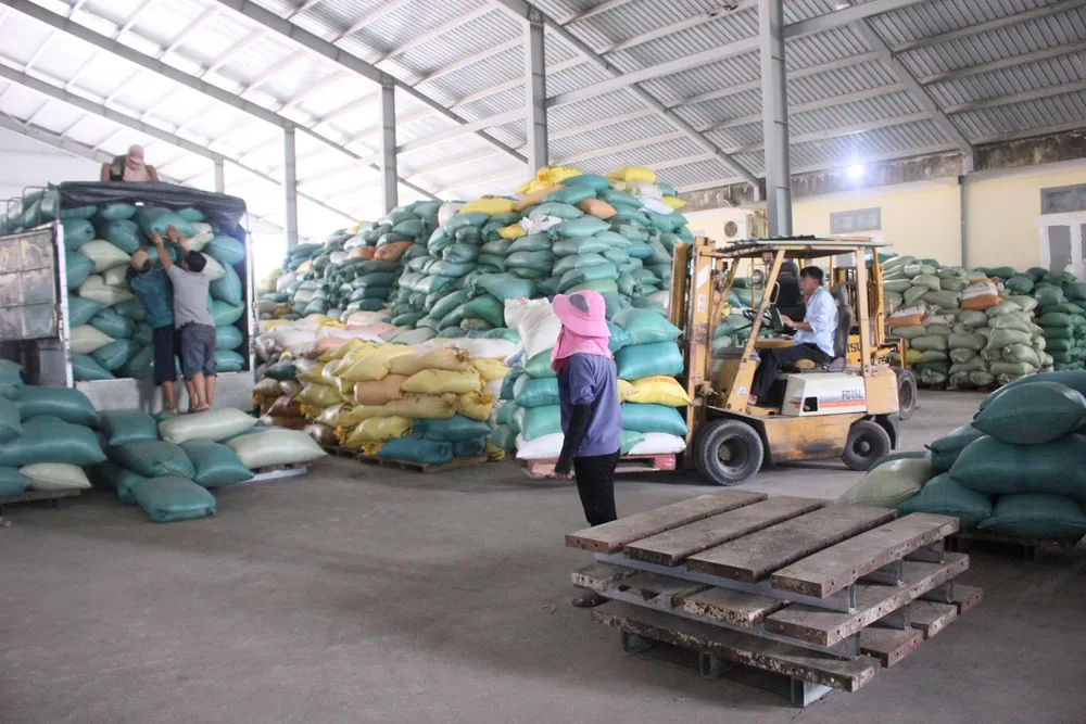 Nông dân Quảng Trị hối hả thu hoạch lúa sau khi lũ rút ảnh 2