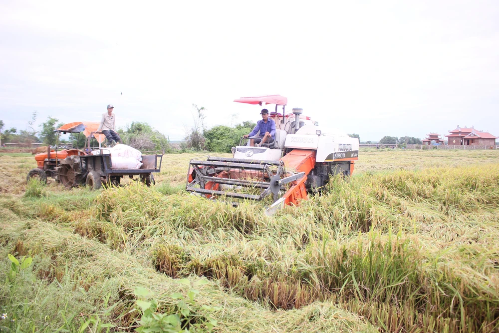 Người dân Quảng Trị hối hả gặt lúa sau khi lũ rút. Ảnh: NGUYỄN HOÀNG