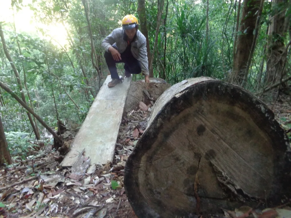 Kiểm điểm 3 kiểm lâm vì để mất rừng ảnh 4