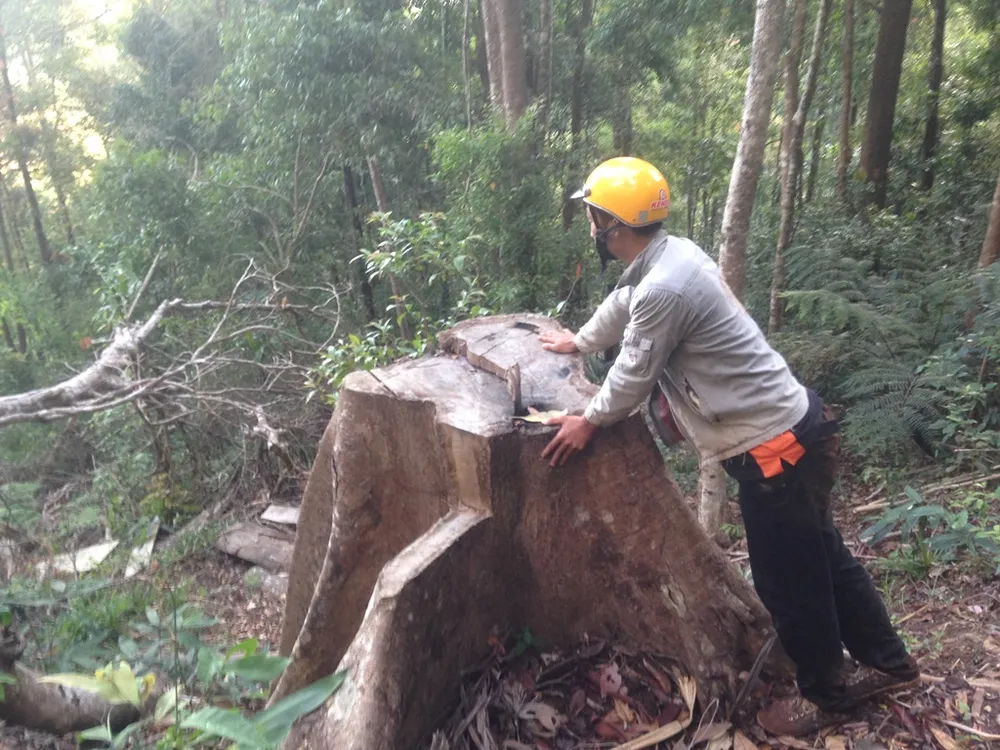 Kiểm điểm 3 kiểm lâm vì để mất rừng ảnh 5