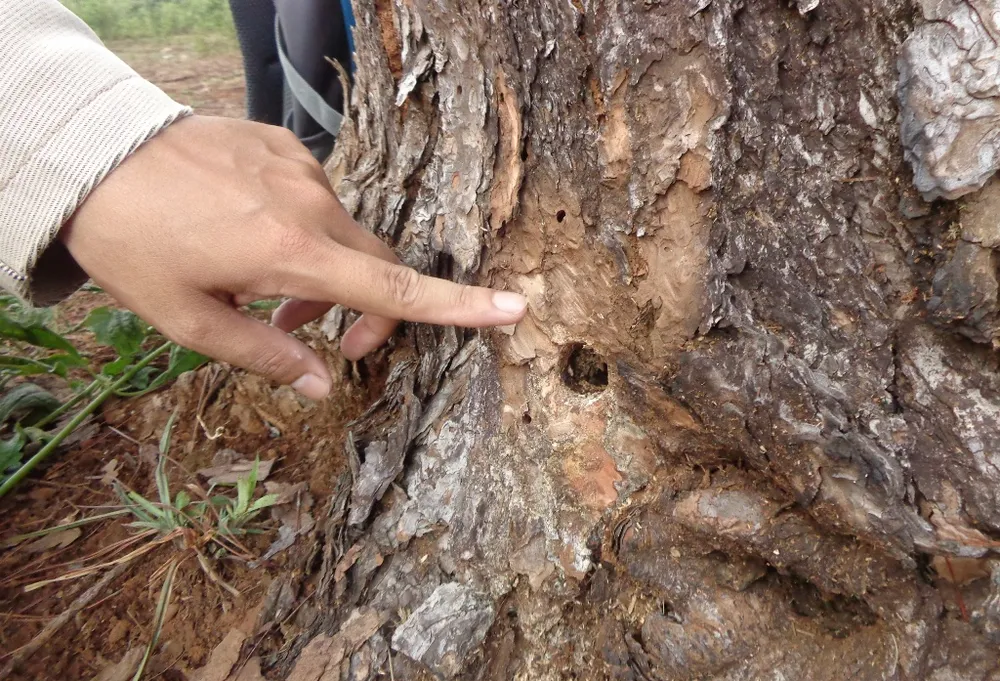 Điều tra đối tượng khoan gốc, đổ hóa chất đầu độc rừng thông ảnh 1