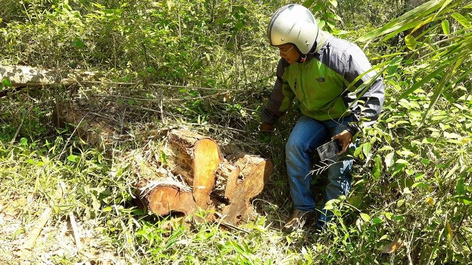 Lập đoàn kiểm tra thông tin “gỗ quý bị đốn hạ la liệt” ảnh 3 Lập đoàn kiểm tra thông tin “gỗ quý bị đốn hạ la liệt” ảnh 3