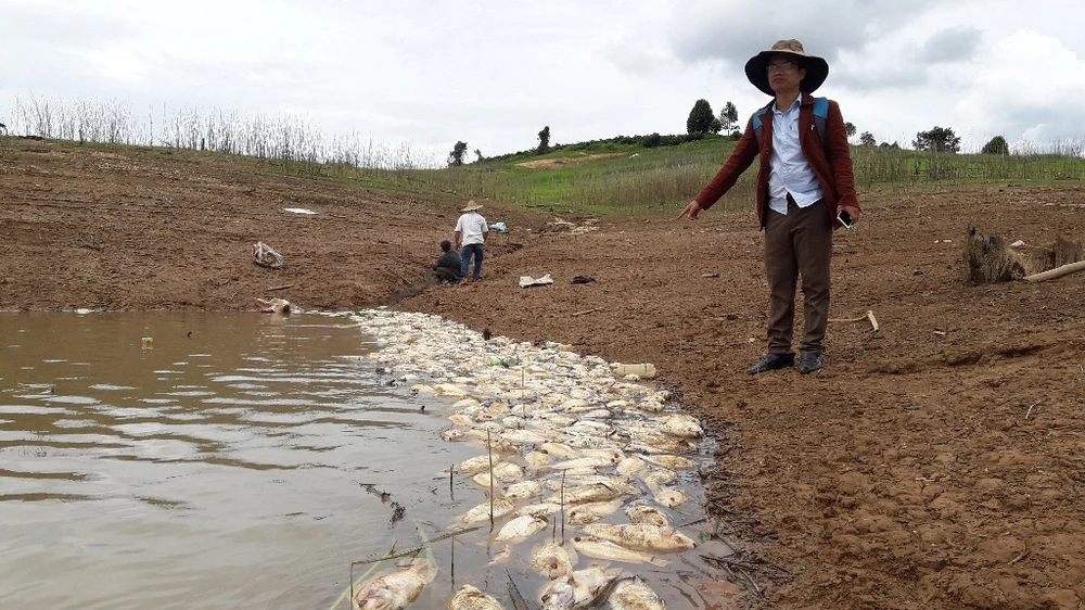 Cá chết trên hồ thủy điện