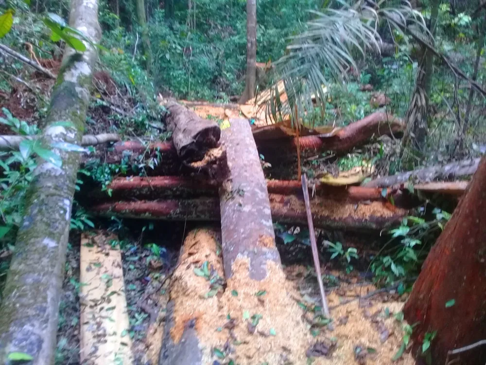  Vụ “Phá nát rừng Kbang”: Chốt giữ rừng không bảo vệ được rừng ảnh 7