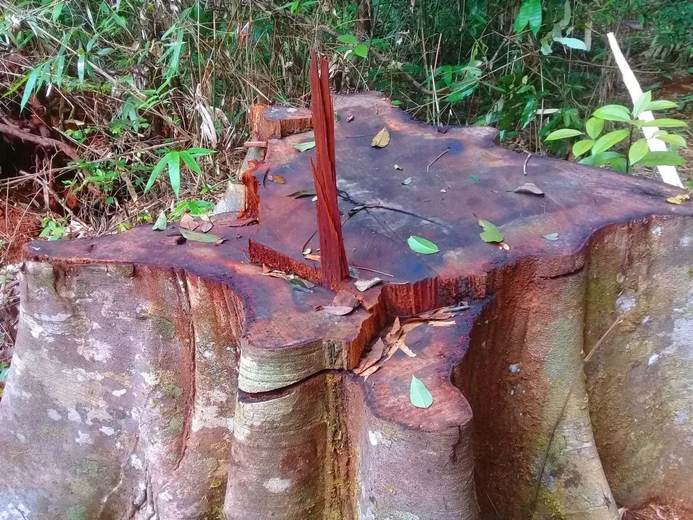  Vụ “Phá nát rừng Kbang”: Chốt giữ rừng không bảo vệ được rừng ảnh 4