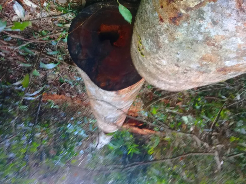  Vụ “Phá nát rừng Kbang”: Chốt giữ rừng không bảo vệ được rừng ảnh 3