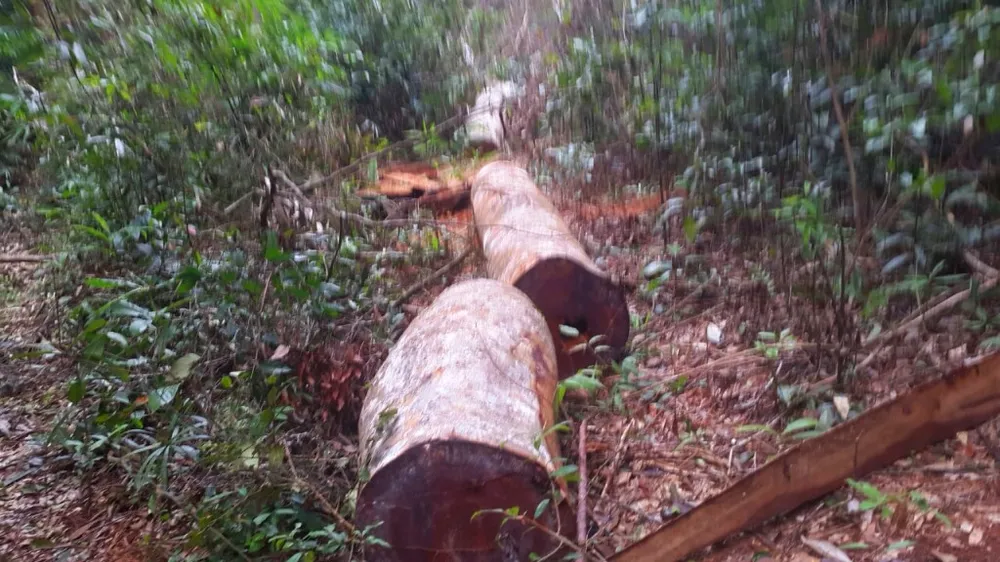 Vụ phá nát rừng Kbang: Tìm thấy 30m³ gỗ ở 2 điểm ảnh 6 Vụ phá nát rừng Kbang: Tìm thấy 30m³ gỗ ở 2 điểm ảnh 6