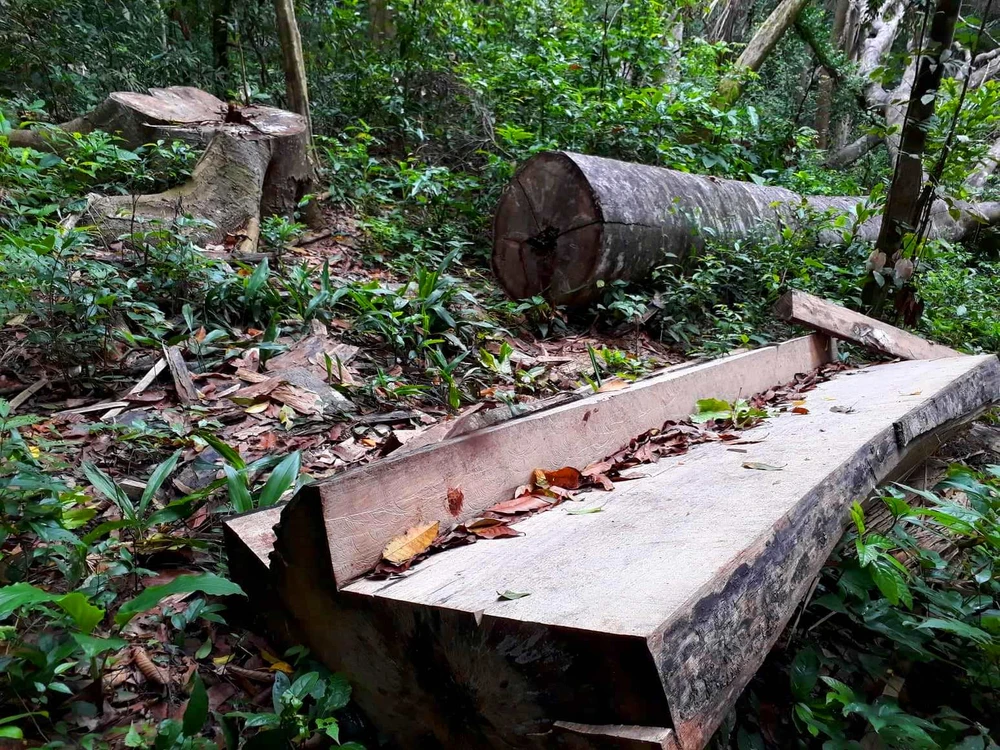 Gỗ “khủng” ở xã Lơ Ku bị “xẻ thịt” ảnh 3 Gỗ “khủng” ở xã Lơ Ku bị “xẻ thịt” ảnh 3