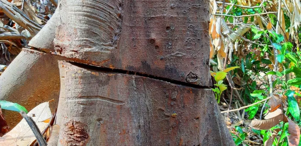 2 trạm bảo vệ rừng chốt 2 đầu, lâm tặc ngang nhiên phá rừng cổ thụ ảnh 13 2 trạm bảo vệ rừng chốt 2 đầu, lâm tặc ngang nhiên phá rừng cổ thụ ảnh 13