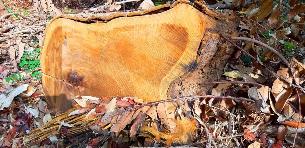 2 trạm bảo vệ rừng chốt 2 đầu, lâm tặc ngang nhiên phá rừng cổ thụ ảnh 14 2 trạm bảo vệ rừng chốt 2 đầu, lâm tặc ngang nhiên phá rừng cổ thụ ảnh 14