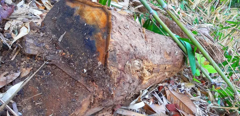 2 trạm bảo vệ rừng chốt 2 đầu, lâm tặc ngang nhiên phá rừng cổ thụ ảnh 15 2 trạm bảo vệ rừng chốt 2 đầu, lâm tặc ngang nhiên phá rừng cổ thụ ảnh 15