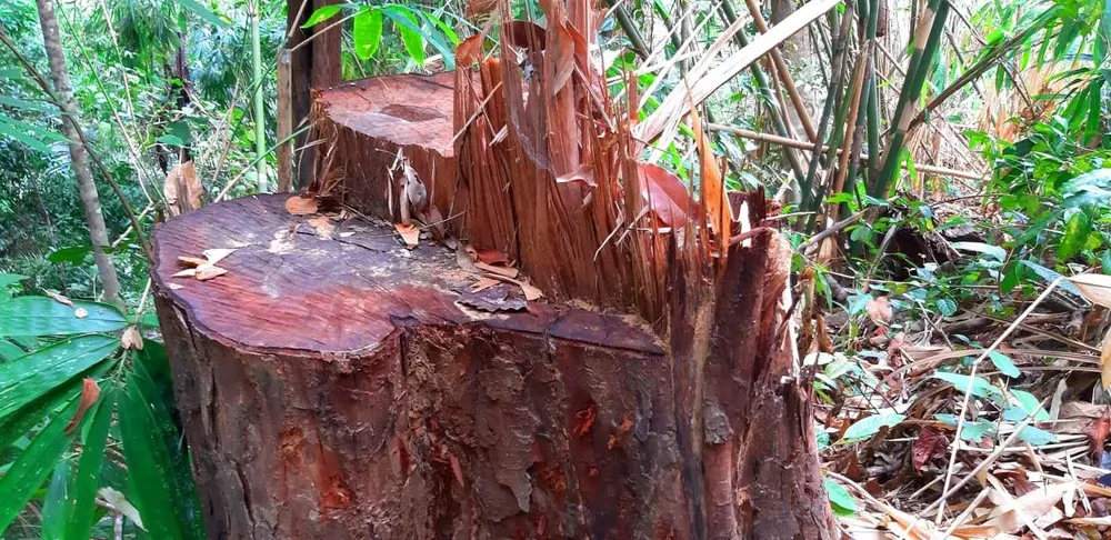 2 trạm bảo vệ rừng chốt 2 đầu, lâm tặc ngang nhiên phá rừng cổ thụ ảnh 17 2 trạm bảo vệ rừng chốt 2 đầu, lâm tặc ngang nhiên phá rừng cổ thụ ảnh 17