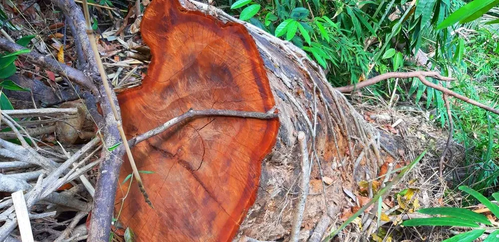 2 trạm bảo vệ rừng chốt 2 đầu, lâm tặc ngang nhiên phá rừng cổ thụ ảnh 19 2 trạm bảo vệ rừng chốt 2 đầu, lâm tặc ngang nhiên phá rừng cổ thụ ảnh 19