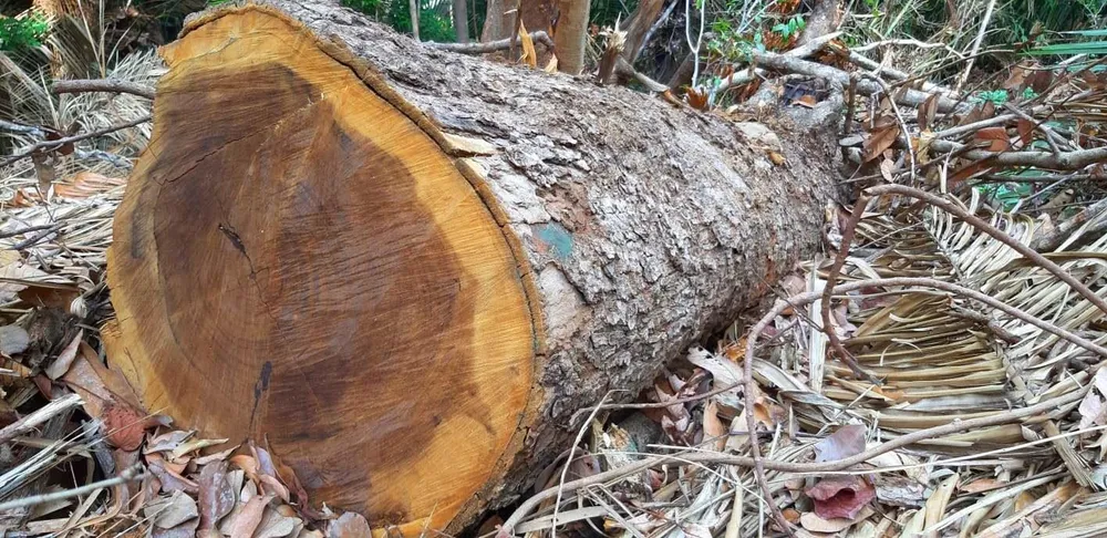 2 trạm bảo vệ rừng chốt 2 đầu, lâm tặc ngang nhiên phá rừng cổ thụ ảnh 2 2 trạm bảo vệ rừng chốt 2 đầu, lâm tặc ngang nhiên phá rừng cổ thụ ảnh 2