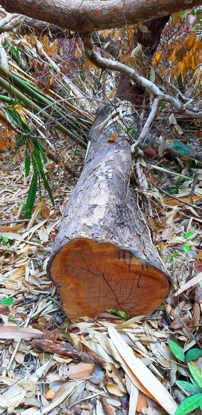 2 trạm bảo vệ rừng chốt 2 đầu, lâm tặc ngang nhiên phá rừng cổ thụ ảnh 23 2 trạm bảo vệ rừng chốt 2 đầu, lâm tặc ngang nhiên phá rừng cổ thụ ảnh 23