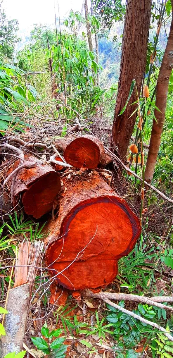 2 trạm bảo vệ rừng chốt 2 đầu, lâm tặc ngang nhiên phá rừng cổ thụ ảnh 26 2 trạm bảo vệ rừng chốt 2 đầu, lâm tặc ngang nhiên phá rừng cổ thụ ảnh 26