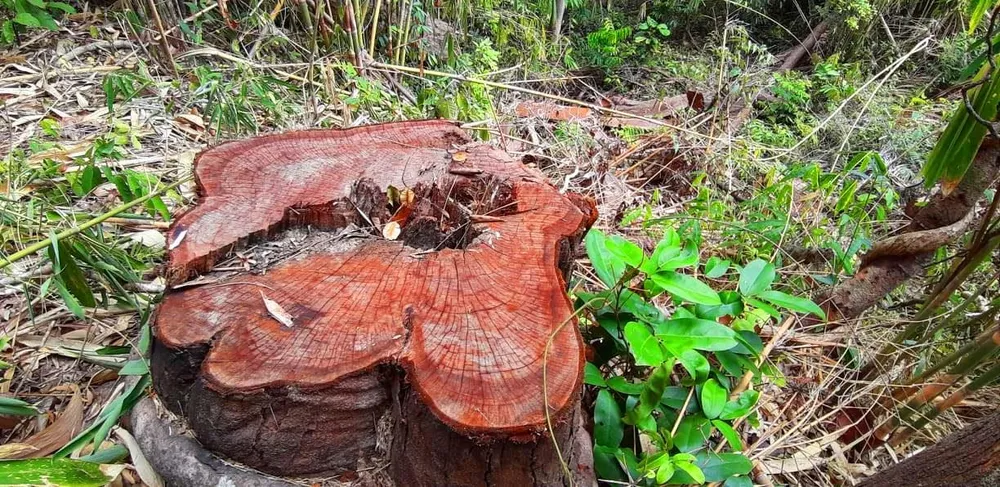 2 trạm bảo vệ rừng chốt 2 đầu, lâm tặc ngang nhiên phá rừng cổ thụ ảnh 27 2 trạm bảo vệ rừng chốt 2 đầu, lâm tặc ngang nhiên phá rừng cổ thụ ảnh 27