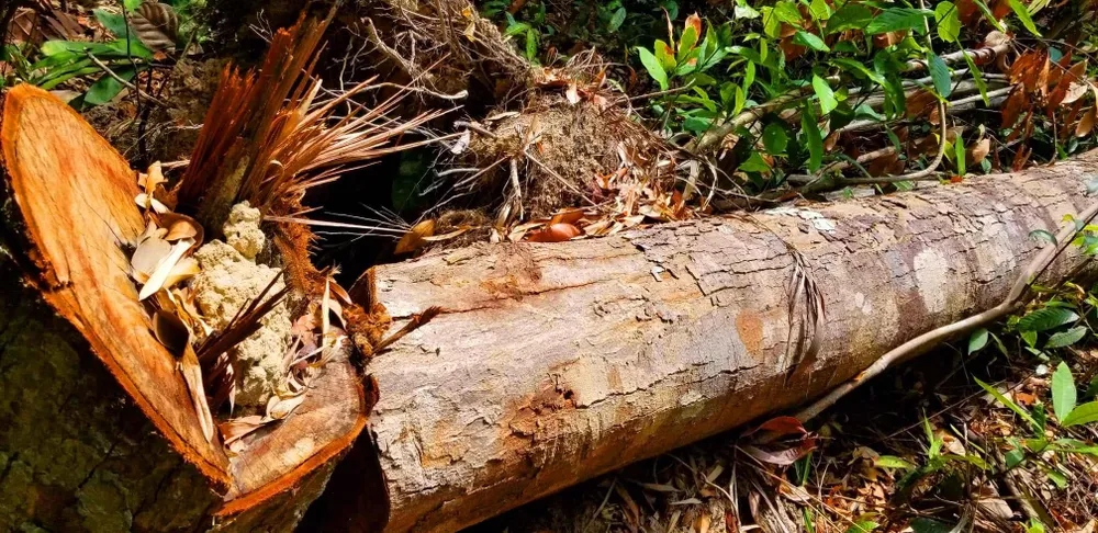 2 trạm bảo vệ rừng chốt 2 đầu, lâm tặc ngang nhiên phá rừng cổ thụ ảnh 24 2 trạm bảo vệ rừng chốt 2 đầu, lâm tặc ngang nhiên phá rừng cổ thụ ảnh 24