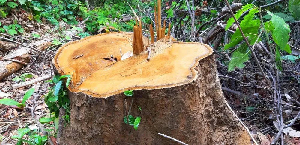 2 trạm bảo vệ rừng chốt 2 đầu, lâm tặc ngang nhiên phá rừng cổ thụ ảnh 3 2 trạm bảo vệ rừng chốt 2 đầu, lâm tặc ngang nhiên phá rừng cổ thụ ảnh 3