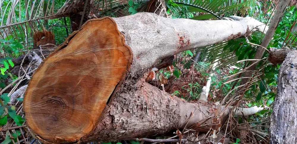 2 trạm bảo vệ rừng chốt 2 đầu, lâm tặc ngang nhiên phá rừng cổ thụ ảnh 4 2 trạm bảo vệ rừng chốt 2 đầu, lâm tặc ngang nhiên phá rừng cổ thụ ảnh 4
