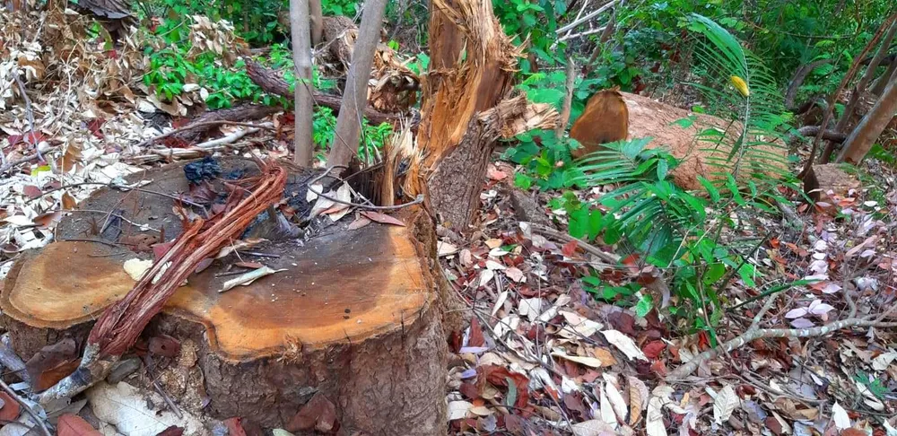 2 trạm bảo vệ rừng chốt 2 đầu, lâm tặc ngang nhiên phá rừng cổ thụ ảnh 6 2 trạm bảo vệ rừng chốt 2 đầu, lâm tặc ngang nhiên phá rừng cổ thụ ảnh 6