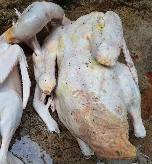 Hãi hùng “công nghệ” nhổ lông vịt siêu nhanh bằng… hóa chất lạ ảnh 3 Hãi hùng “công nghệ” nhổ lông vịt siêu nhanh bằng… hóa chất lạ ảnh 3