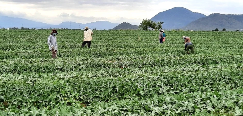 Dưa hấu ở Krông Pa